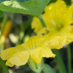 flor de calabaza